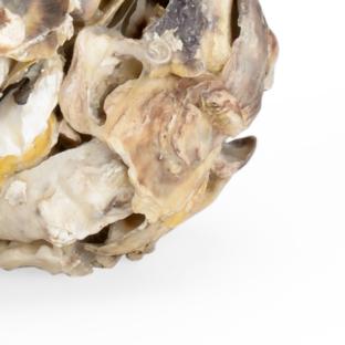 Chelsea House Oyster Shell Candle holder